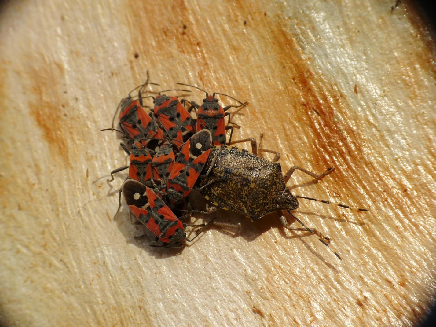 Lygaeus equestris e Rhaphigaster nebulosa.